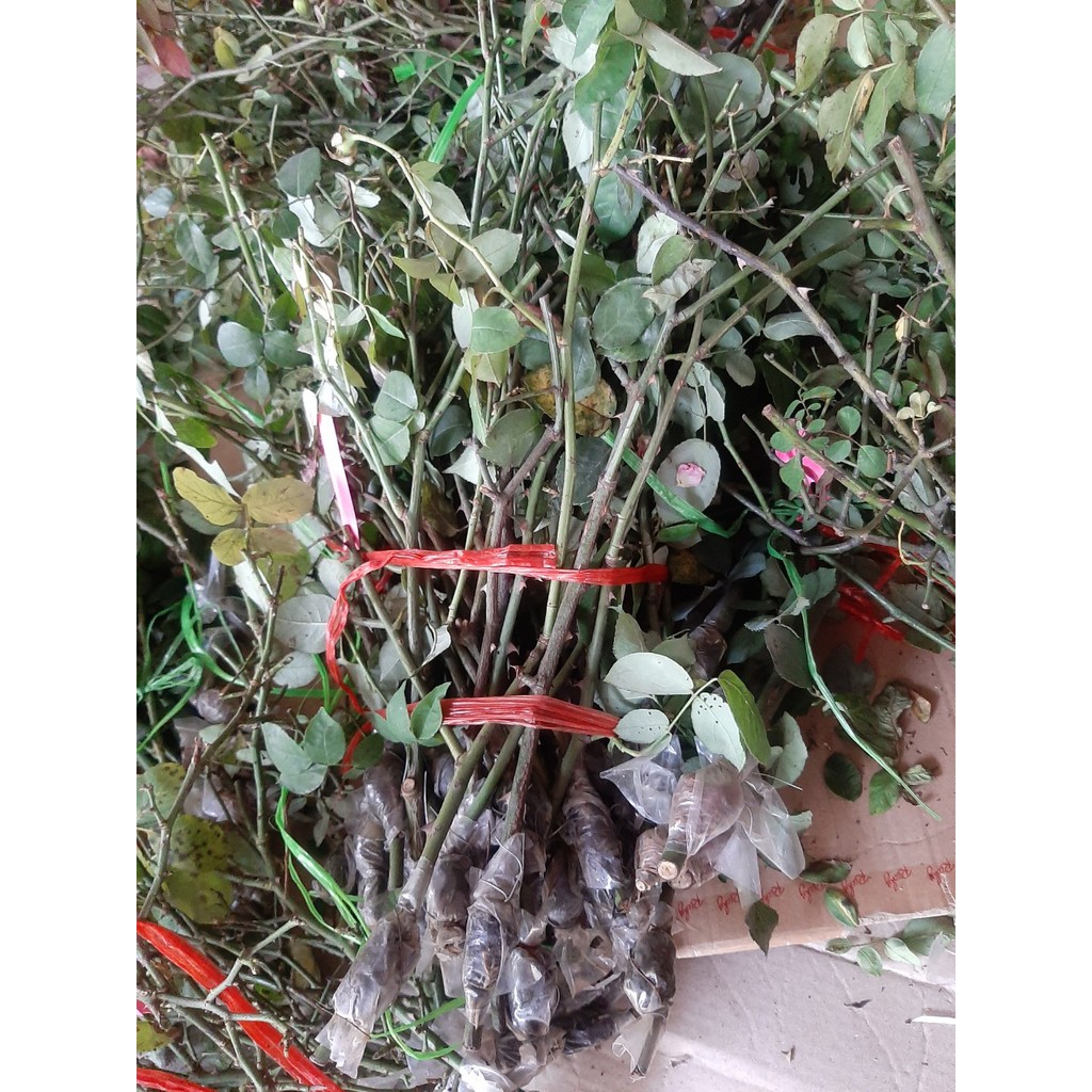 Cành Chiết Hoa Hồng Cổ Huế (Giống Hoa Hồng)