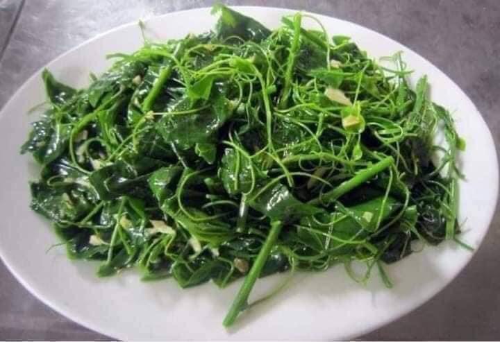 Cây giống rau sắng rừng (rau ngót rừng )