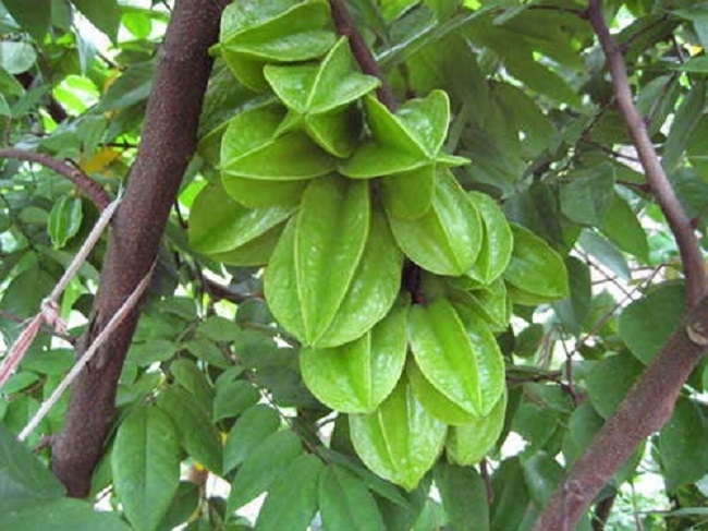 Cây KHẾ NGỌT