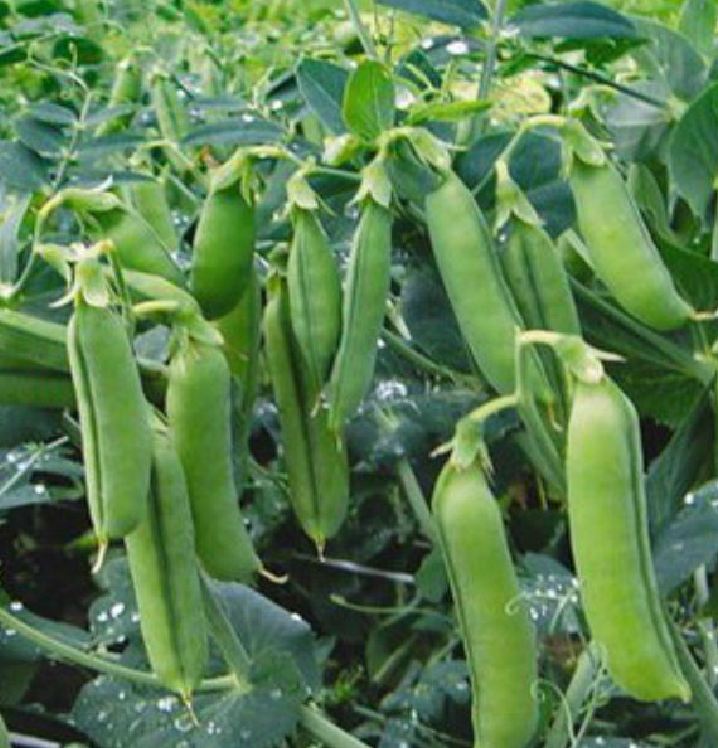 Hạt giống đậu hà lan ( thu trái ) - Gói 50gram
