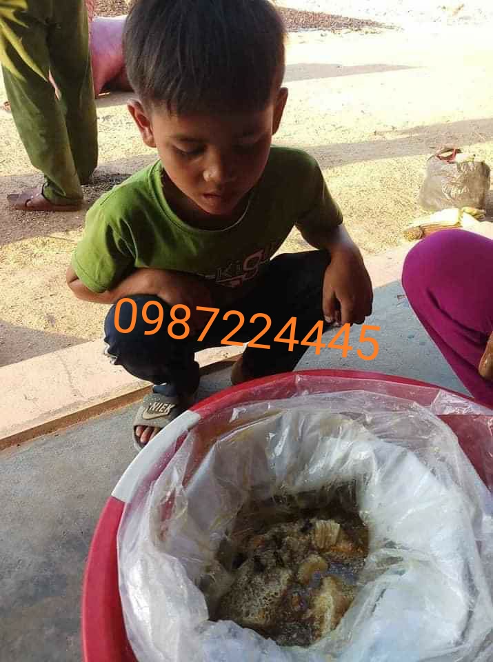 MẬT ONG RỪNG NGUYÊN CHẤT (RỪNG QUỐC GIA KONKAKING GIA LAI)