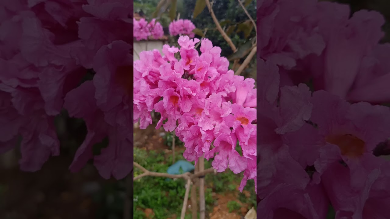 cây giống hoa phong linh vàng