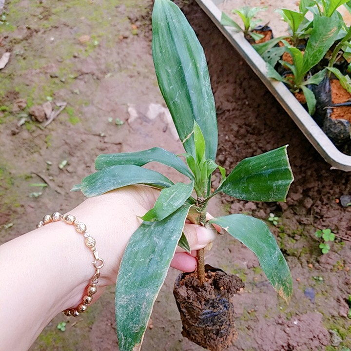 Sâm cau đỏ - Giá trị cao