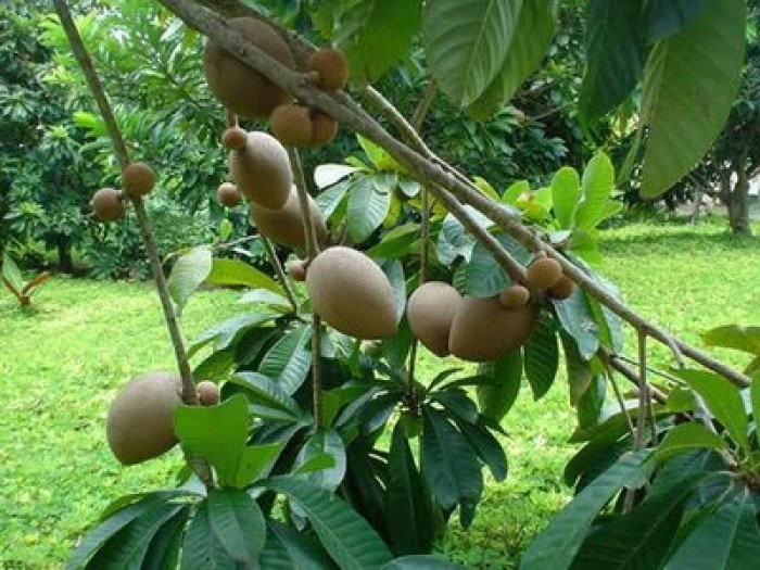 Cây giống Hồng Xiêm Xoài quả to, cây đẹp, năng suất cao - C0025