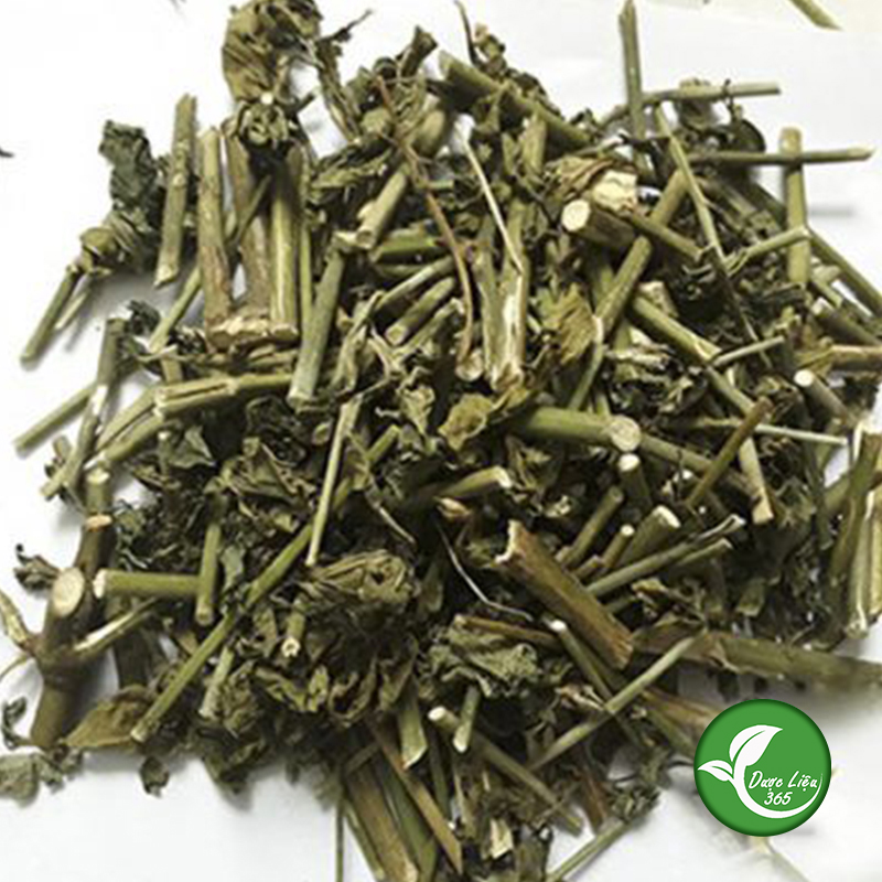 Cây xương khỉ - dl070