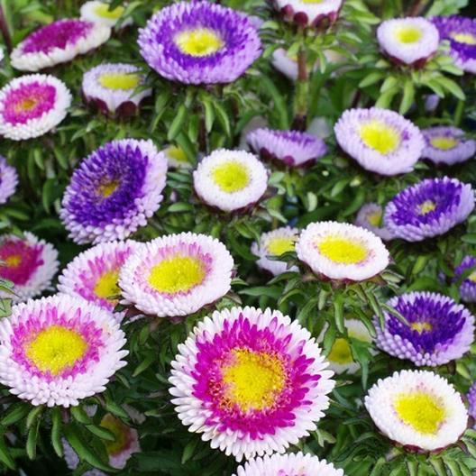 20h hạt giống hoa cúc nhật pompom mix