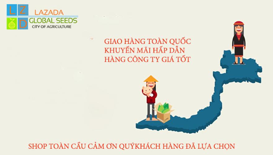 [HCM]NGÒ HẠT LỚN PHÁP PHÚ NÔNG PN-68_GÓI 10GRAM
