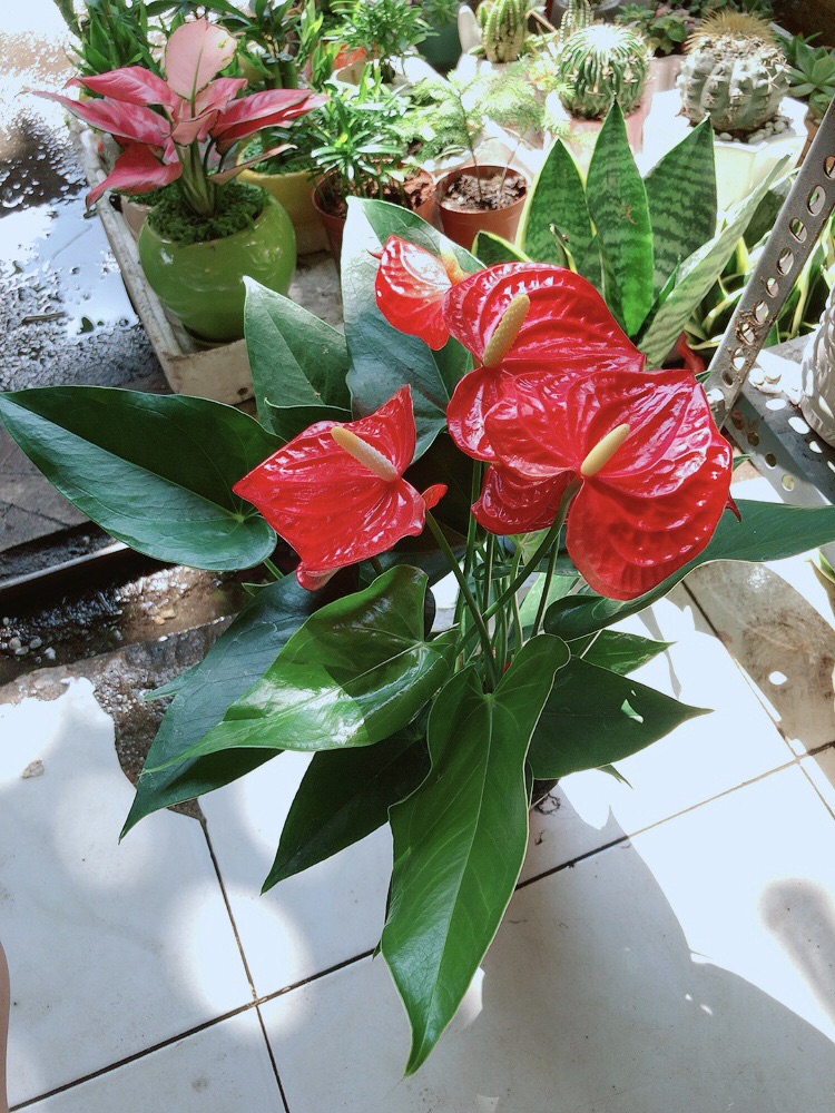 Chậu Hồng Môn