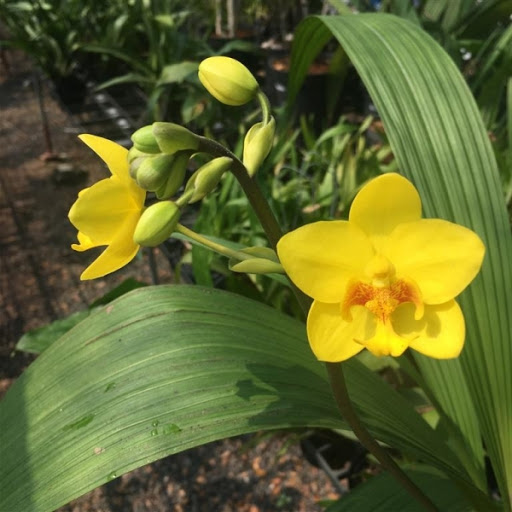 Cây lan chu đinh, lan lá cau - Cây có hoa đẹp - Cây cảnh quan, sân vườn - Giao cây sắp hoa - Spathoglottis plicata