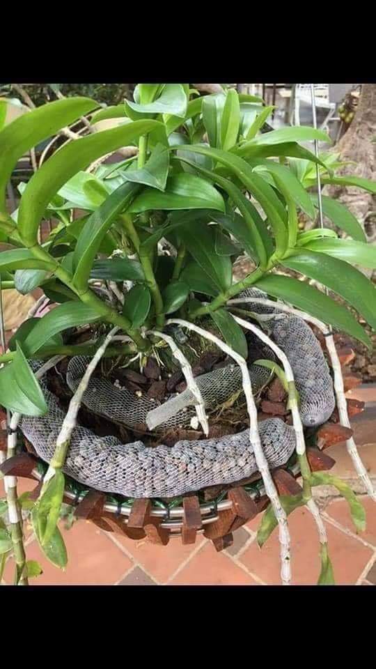 30 túi đựng phân dê dài 10cm