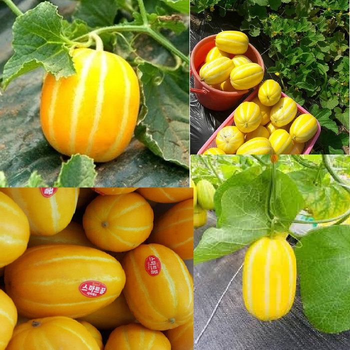 Hạt giống dưa lê hàn quốc 20 hạt