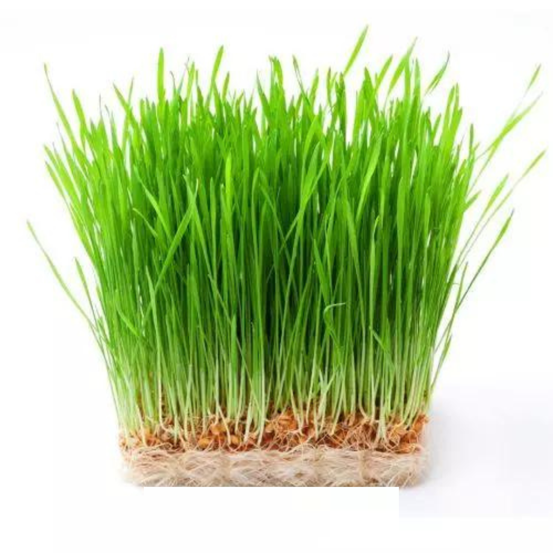 Hạt giống mầm cỏ lúa mì lúa mạch - 100gram - VTNT