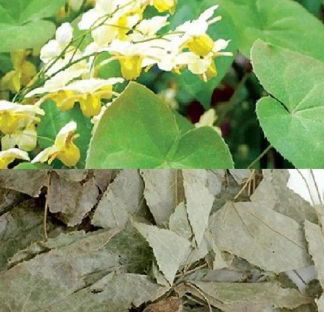Dâm dương hoắc khô 1.5 kg co qua tang