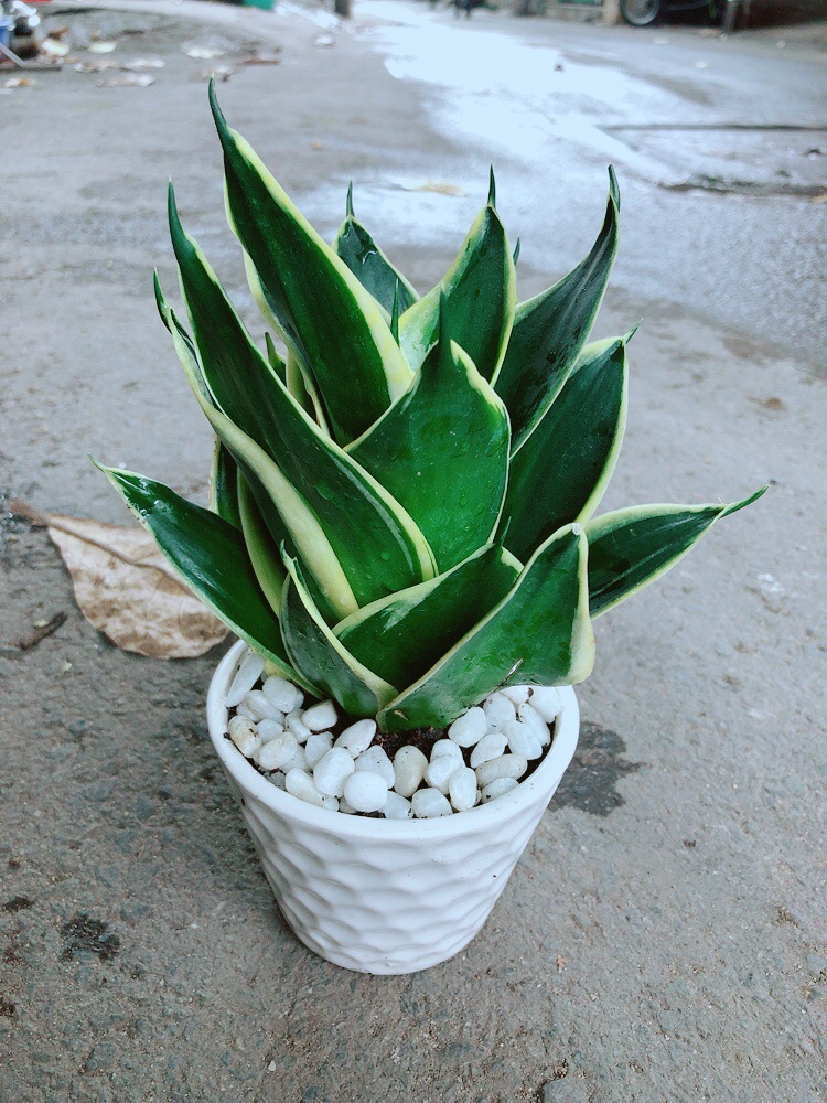 [HCM]Chậu Lưỡi Hổ Thái Búp Sen