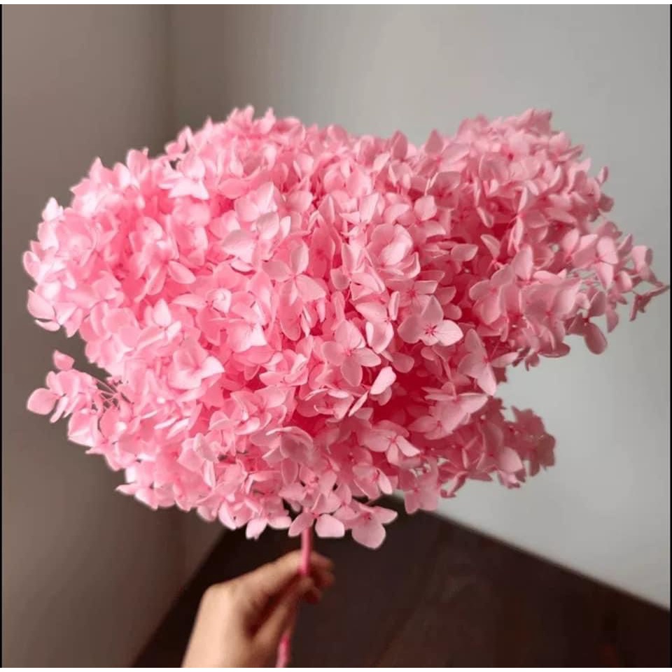 Hoa cẩm tú cầu khô, hoa khô decor trang trí