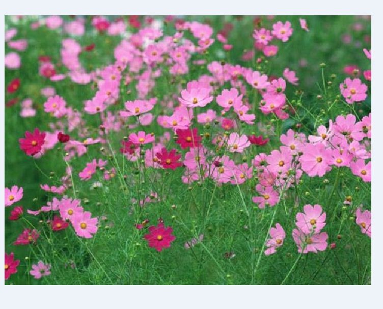 Hạt giống hoa cúc sao nháy nhiều màu - 1 gói 200 hạt