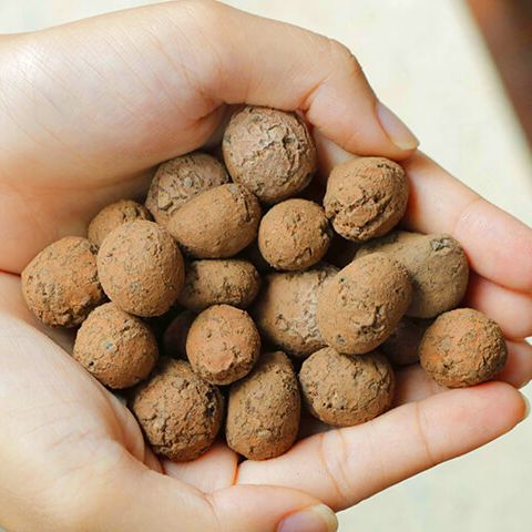 1kg Đất nung (sỏi nhẹ) trồng cây, hoa kiểng
