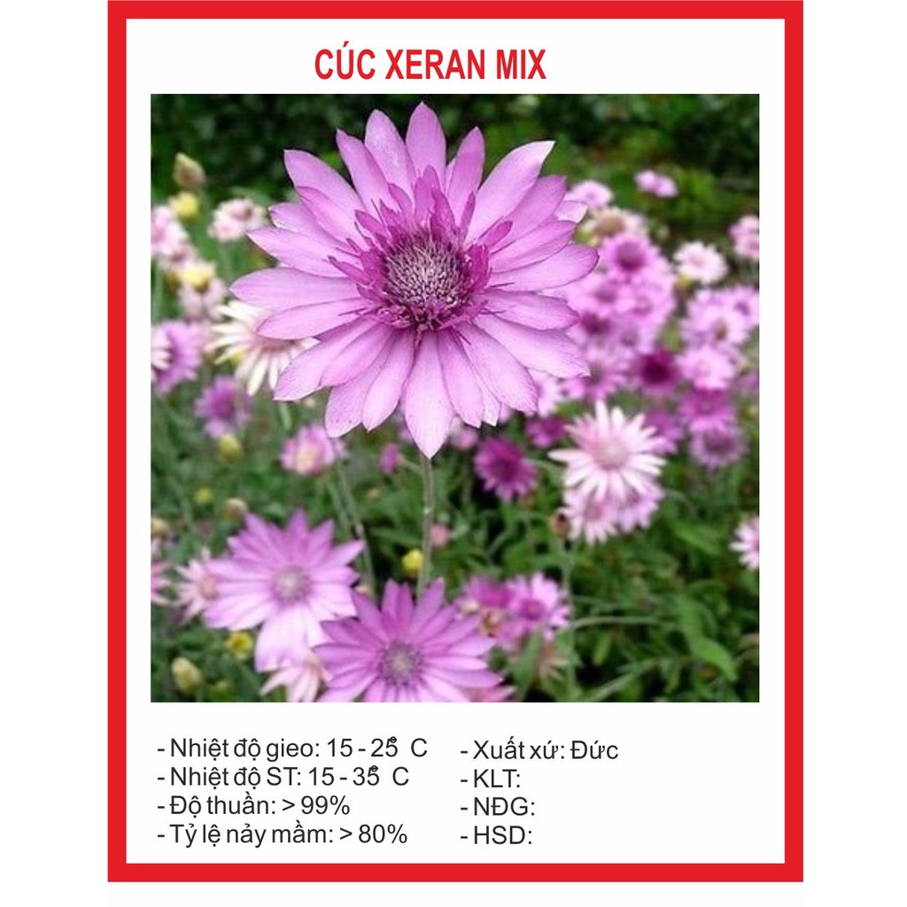 Hạt giống hoa cúc xeran 100 hạt