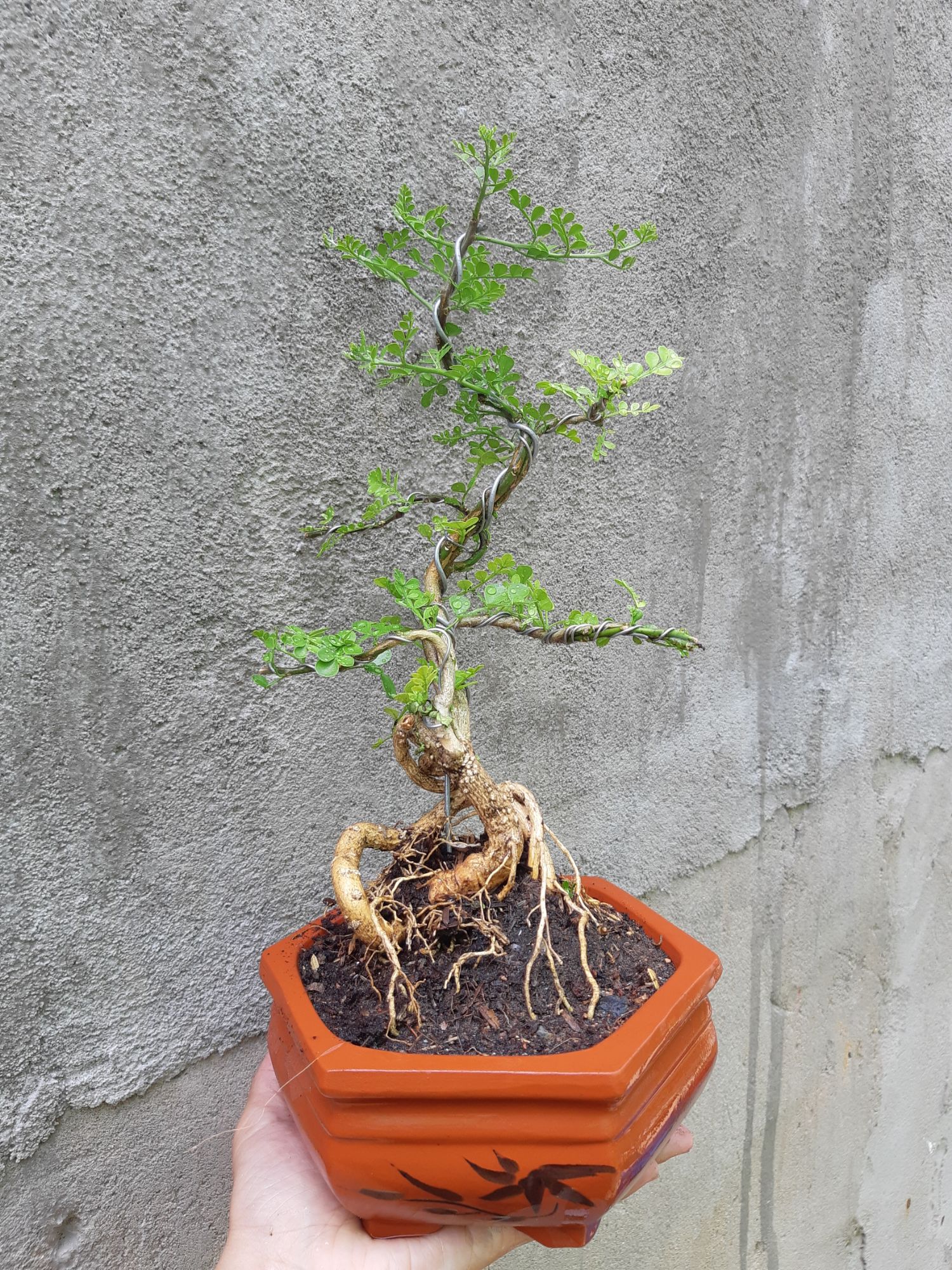 cần thăng bonsai TẶNG CHẬU