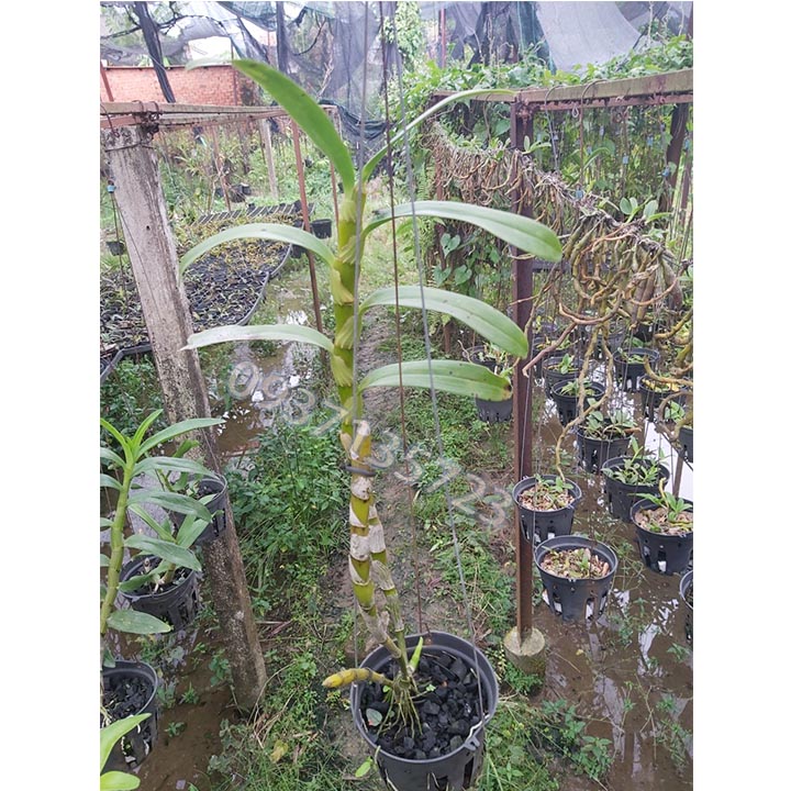 CÂY LAN Dendro Xuân màu trắng [ cây trưởng thành]