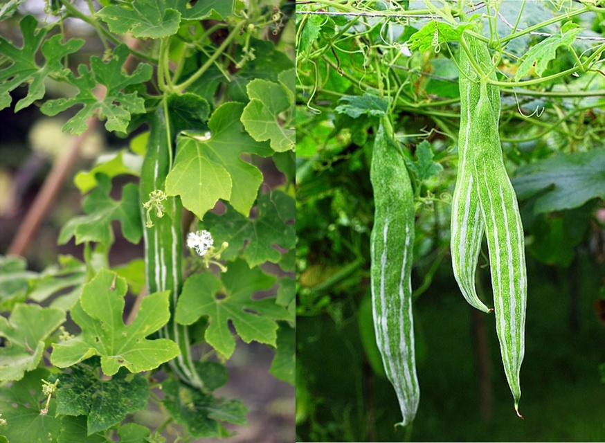 Hạt Giống Quả Lặc Lày (Lặc lè) 2g