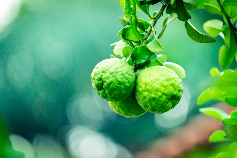 5 CÂY CHÚC VÙNG BẢY NÚI AN GIANG cao 20cm, CÂY CHANH THÁI (CÂY TRÚC)