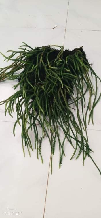 Cây Râu Rông Thông Mượt
