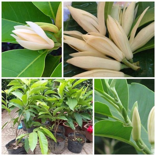 Cây hoa ngọc lan trắng , cây đẹp giá lại rẻ