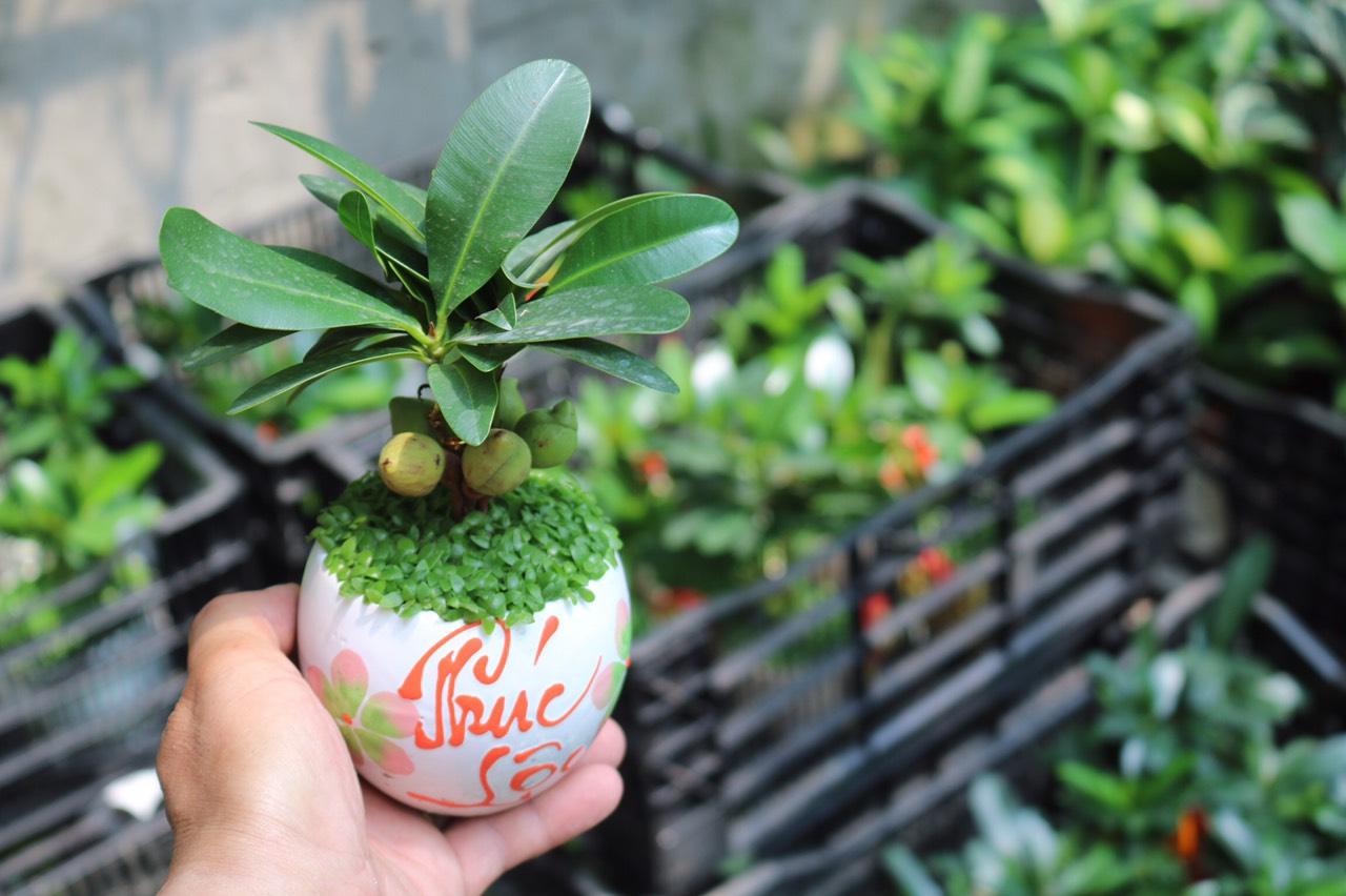 Chậu Sứ Cây Tài Lộc May Mắn