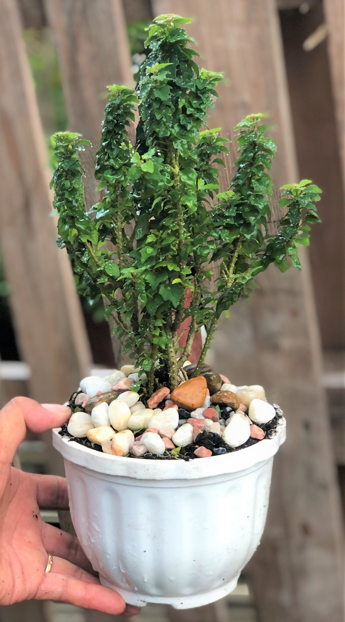 Chậu cây Tu Hú