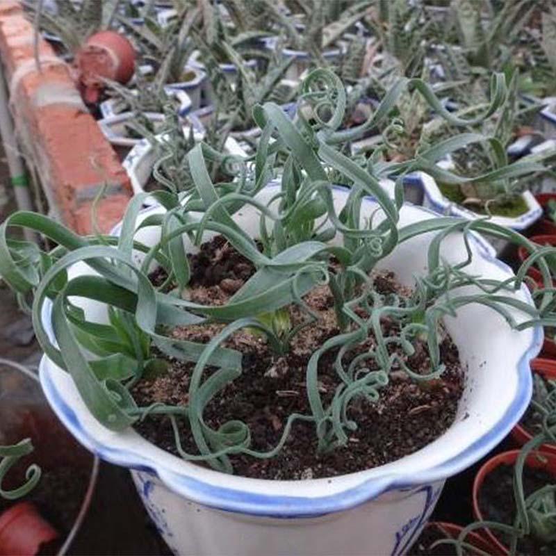 [Mới] - Hạt giống cỏ xoắn ốc  giá rẻ