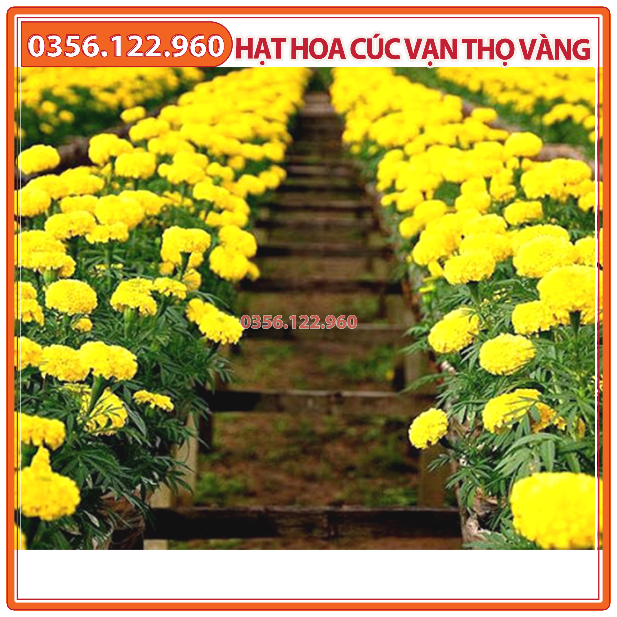 30 Hạt giống hoa cúc vạn thọ vàng chanh