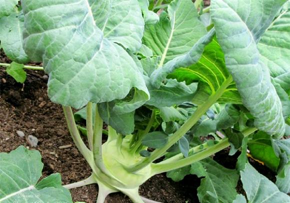 Hạt Giống Củ Su Hào Năng Suất Cao, Chắc Củ
