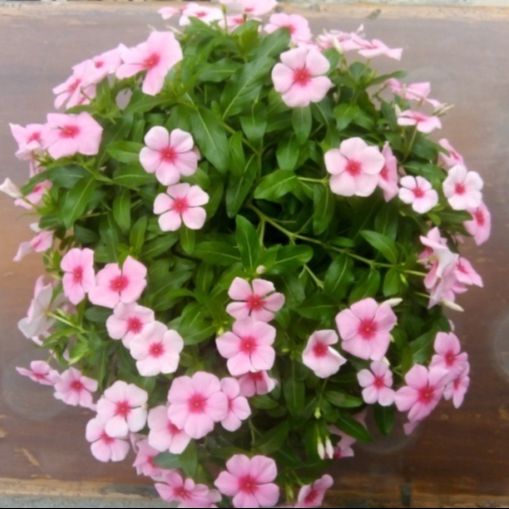 Hạt giống hoa dừa cạn rủ
