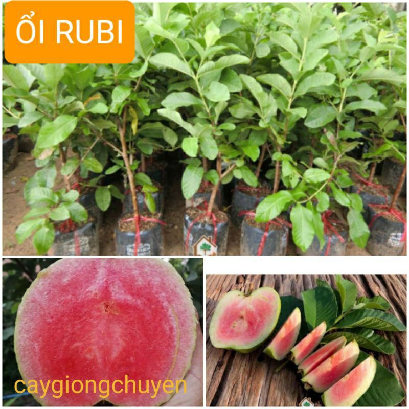Cây giống ổi rubi lõi đỏ không hạt