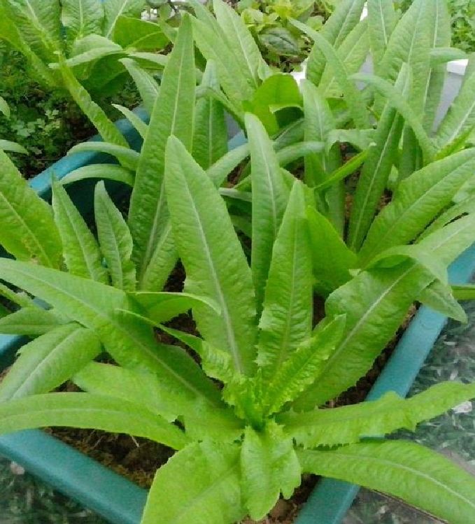" Gói 5Gram "Hạt giống Rau Diếp thơm (Cải Nhíp) [Seeds]