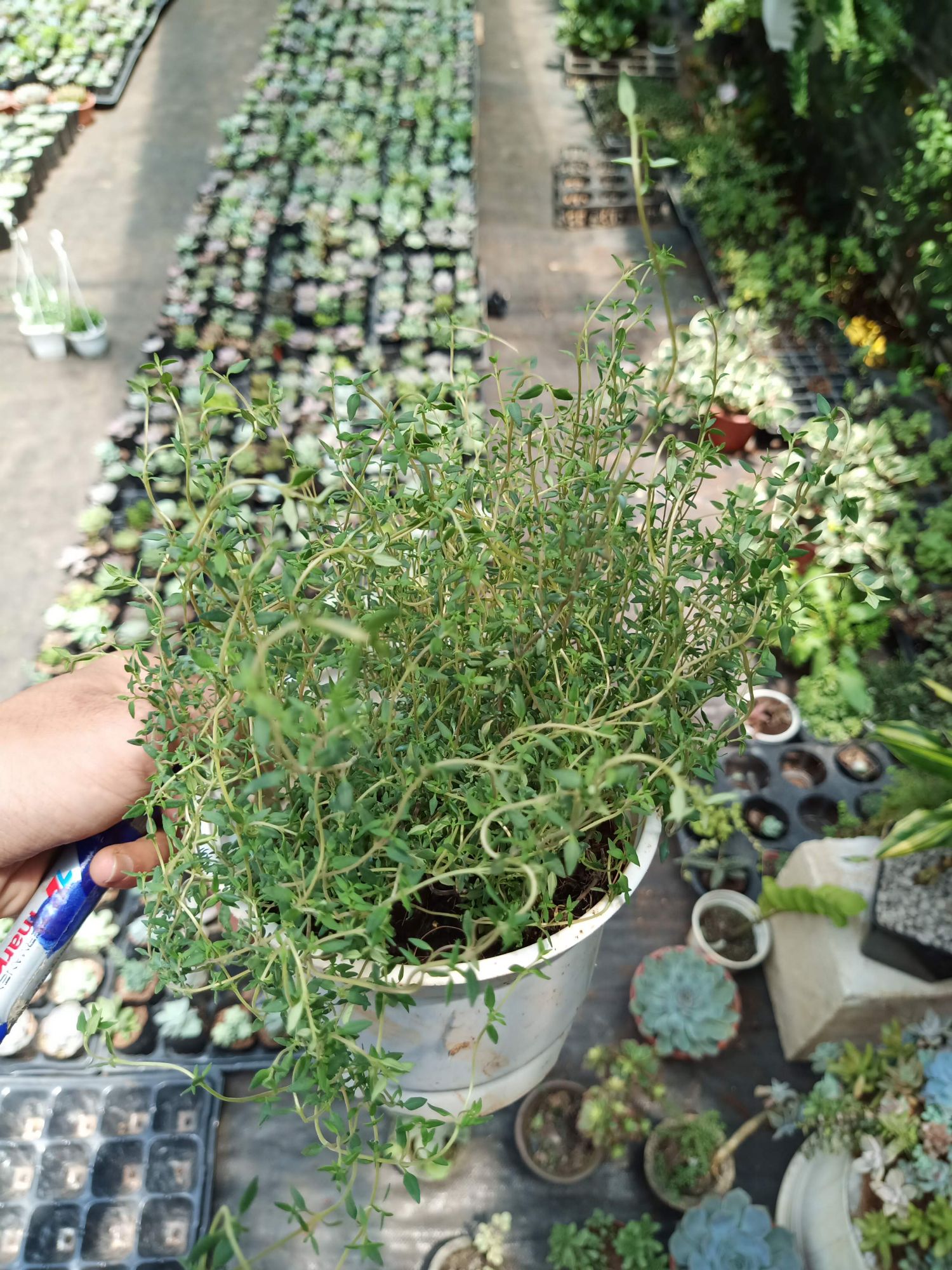 Cỏ xạ hương Thyme - chậu lớn