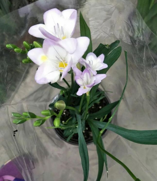 White South African Orchid Bulbs (1 Bulb with 1 Seedling Capsule)