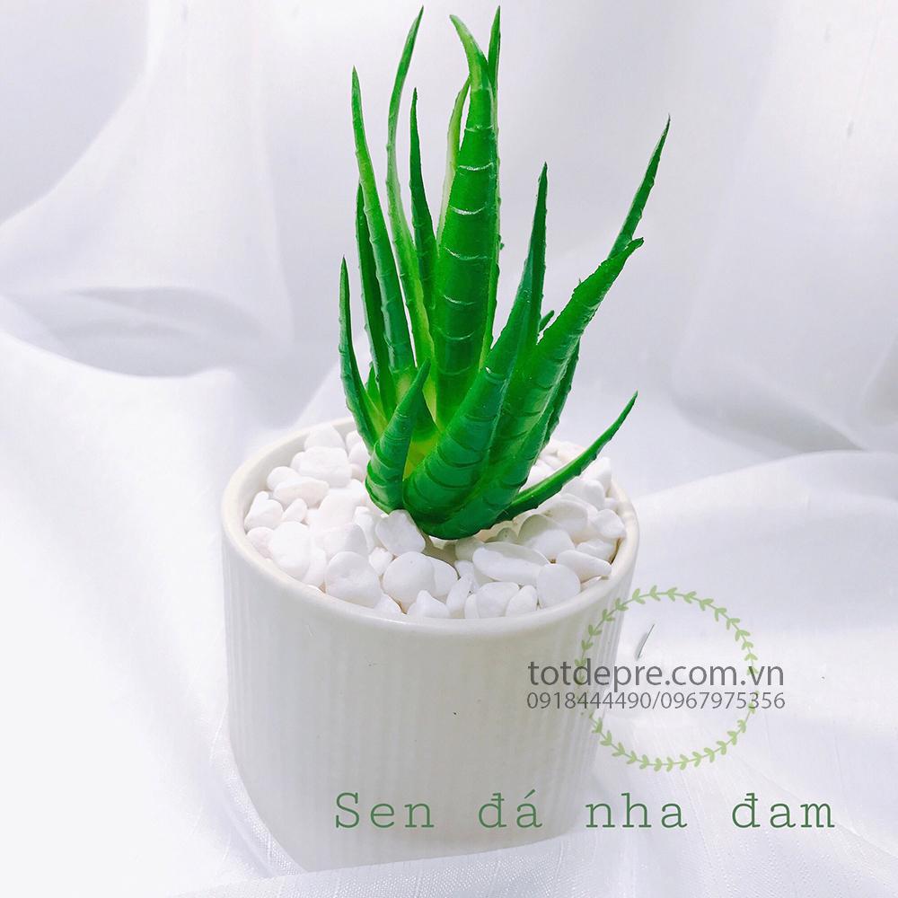 Sen Đá Silicon Nha Đam - Cây nhựa cao cấp