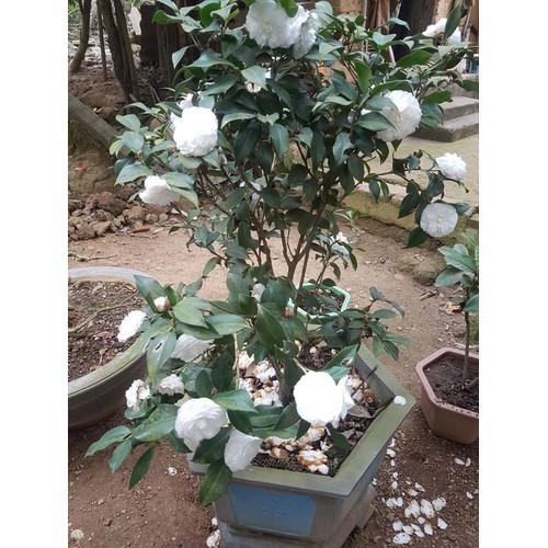 COMBO 2 Bầu cây giống hoa bạch trà, hoa trà trắng cổ hàng cực hiếm