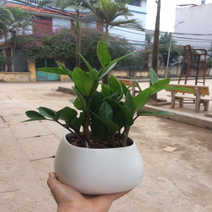 Cây kim tiền mini để bàn