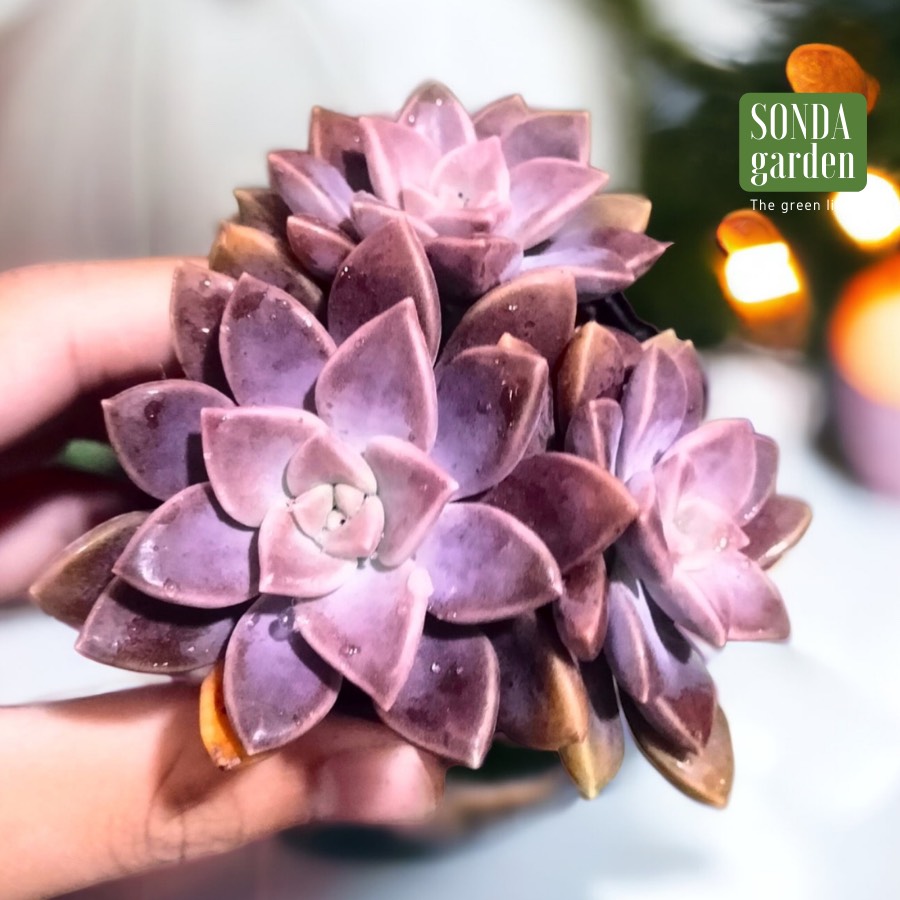 SEN ĐÁ ĐÁ TÍM SIZE BÉ SIÊU KHỎE ĐẸP LỖI 1 ĐỔI 1