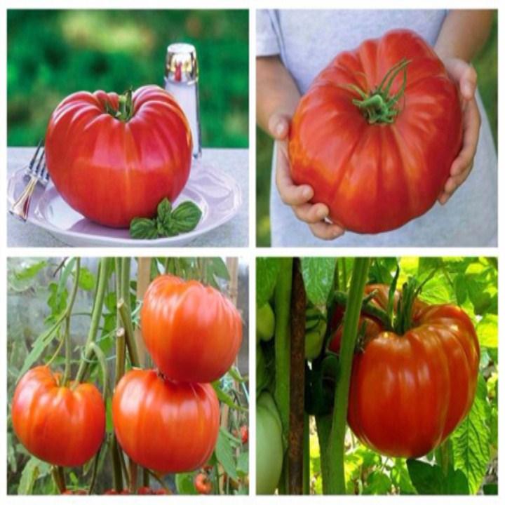 30 hạt giống cà chua khổng lồ