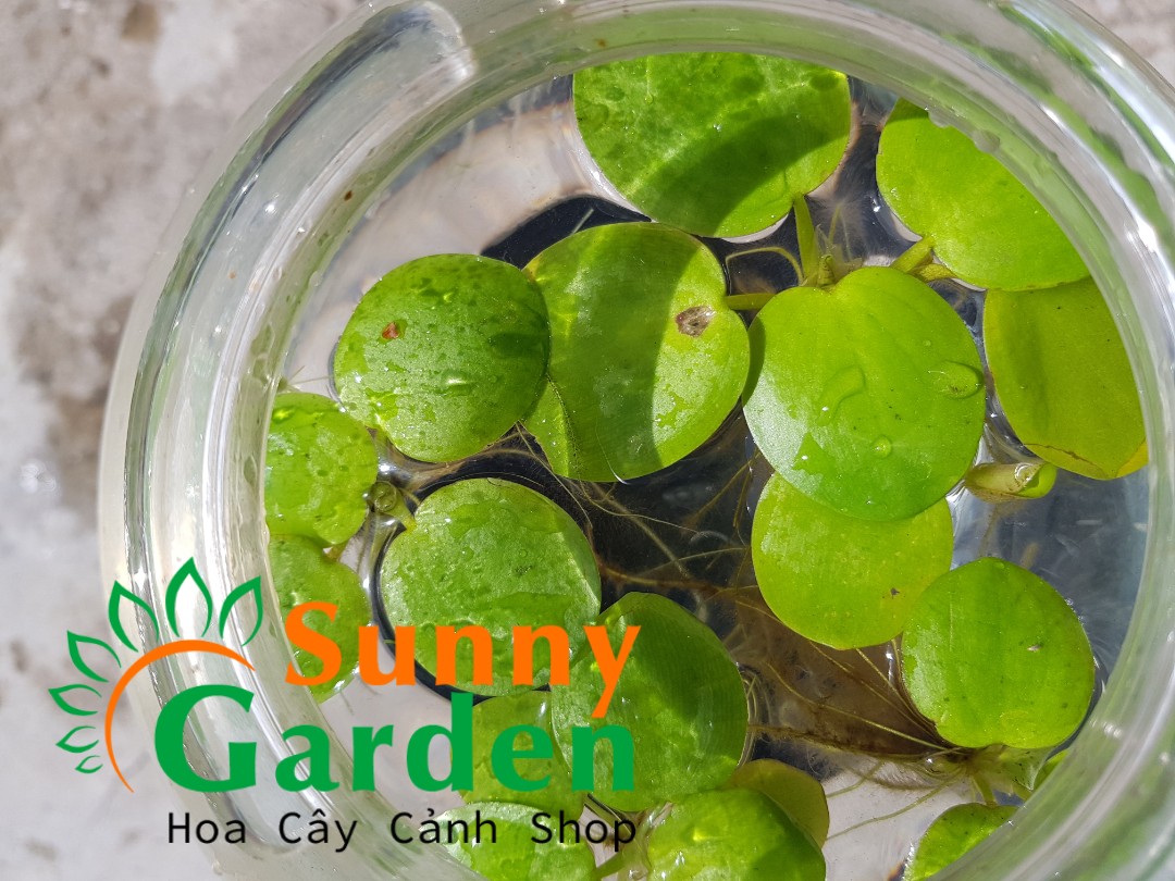 Combo 4 Bông Bèo Nhật - Cây Thủy Sinh