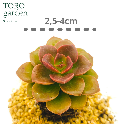 SEN ĐÁ NHẬT NGUYỆT  SIZE MINI   ĐÀ LẠT  HƯ 1 ĐỔI 1  SIÊU CUTE