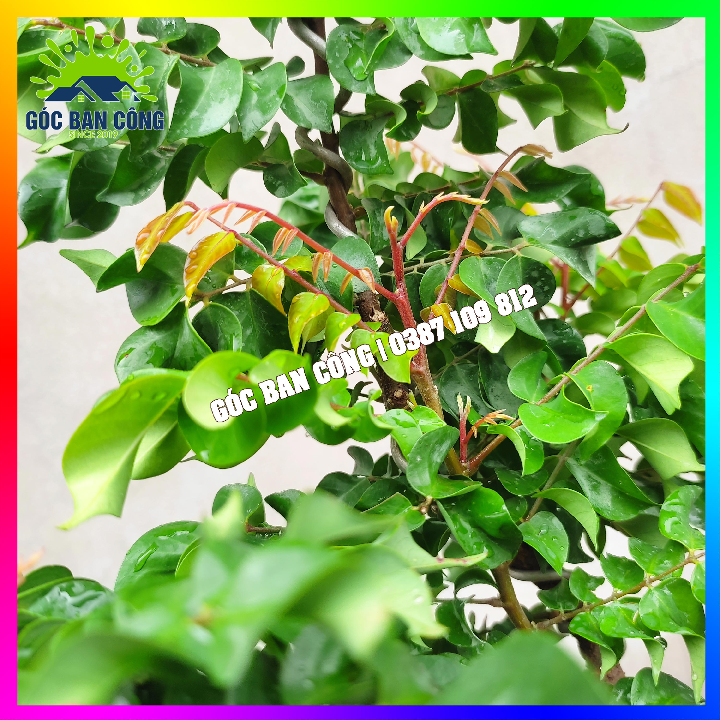 Cây Khế Bonsai Mini - KT01