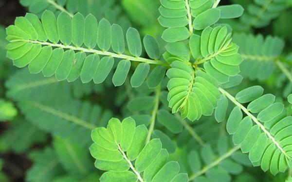 DIỆP HẠ CHÂU (Cây chó đẻ răng cưa) 200g