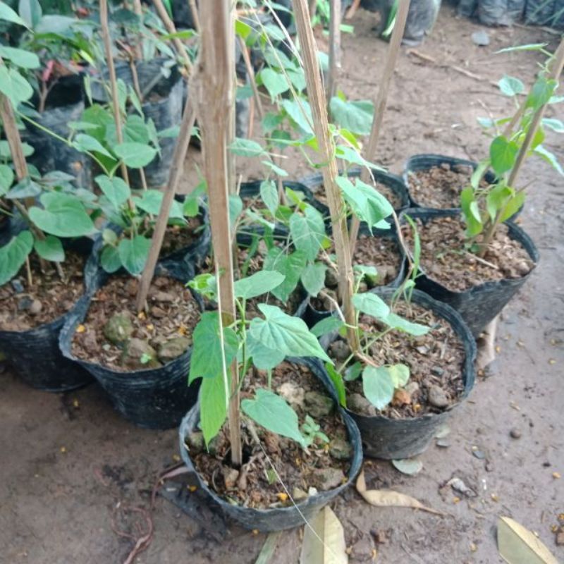 COM BO 2 CÂY GIỐNG HOA THIÊN LÝ SIÊU HOA (tặng kèm túi phân bón)