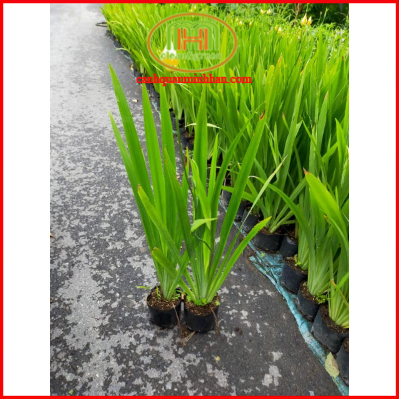 Cây lan rẻ quạt chữa viêm họng, ho, viêm amidan vô cùng hay trồng trước sân nhà, đặt gần cửa để đón tài lộc tới, giữ vận may|Minh Hân Garden