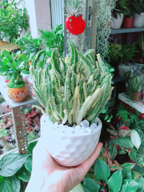 Chậu Cây Xương Rồng Thanh Sơn